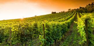 Enovitis in campo 2016 Enovitis in campo 2016