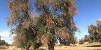 Niente disegno di legge sulla Xylella: rinvio in Consiglio Regionale