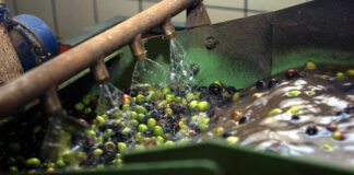 Al via i sostegni per ammodernare i frantoi, Coldiretti Puglia: «Sblocco importante, quintuplicati i costi»