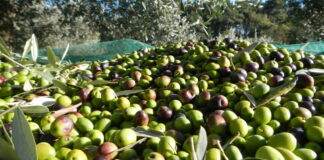 Import dell’olio tunisino: ok del Parlamento Europeo