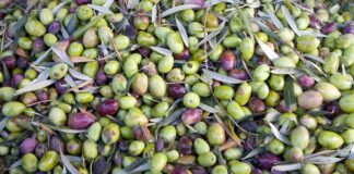 “Vigna e olivo 2016”, olivo e olivicoltura innovativa