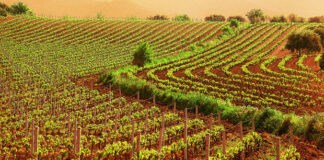 ISTAT, settore agricolo nel 2015: valore aggiunto +13,7%
