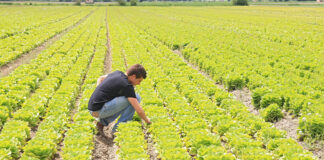 Agricoltura, Flai Cgil: «Stop con abbassamento di qualifiche e salari»