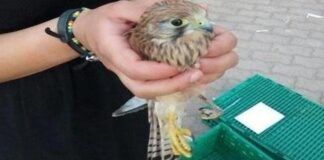Recuperato falco grillaio sui binari della Bari-Nord