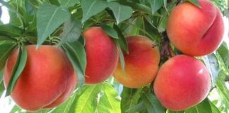 Rubavano pesche in un frutteto: due persone bloccate dalle Guardie Campestri