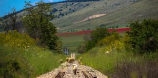 Parco Alta Murgia, selezionati gli scatti più belli per il calendario 2017
