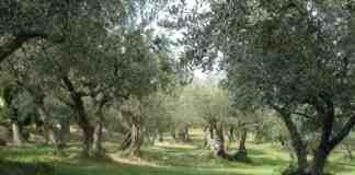 Anche ad Andria la giornata nazionale della “Camminata tra gli olivi”