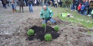 “Albero della vita”, piantumato un ulivo in ricordo di Alessandra Bianchino
