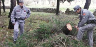 Scoperto taglio di pini non autorizzato nel bosco di Castel del Monte