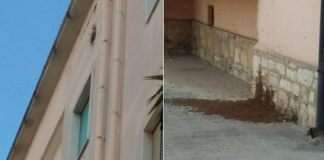 Sciami di api in viale Virgilio