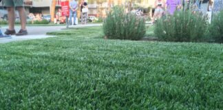 Laboratorio cittadino per il verde, bilancio positivo per le attività svolte