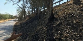 Banchine della SP2: stato di abbandono e pericolo per gli alberi secchi