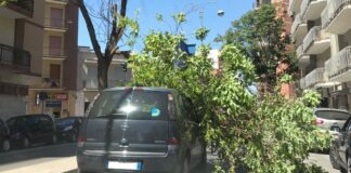 Albero si spezza e cade su un’auto in via Montegrappa