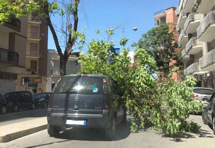 albero caduto via montegrappa opel meriva