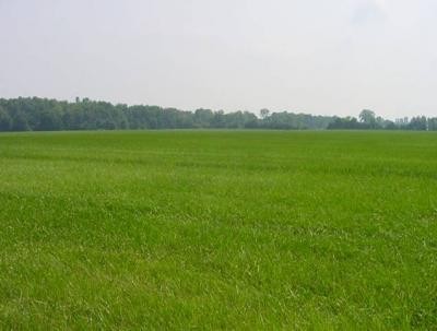 terreno grano