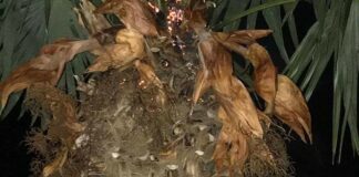 Dà fuoco ad una palma nella villa comunale: denunciato minorenne