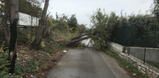 Albero si spezza sulla banchina della SP231, danni ad una cancellata