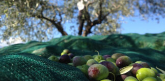 Raccolta delle olive in fondo Comunale: avviso pubblico