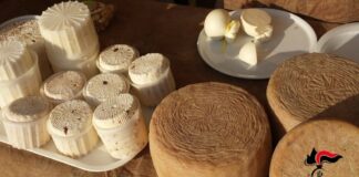 Controlli alla “Sagra del Cardoncello”: sequestrati 350 kg di funghi e prodotti caseari