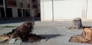 Cade un albero nel quartiere San Valentino, il Comitato: «Per fortuna nessuna tragedia»