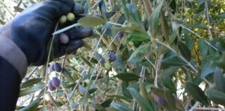 Coronavirus: non si fermano i furti nelle campagne nonostante l’emergenza sanitaria