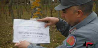 Sequestrati 25 ettari di bosco a ridosso di Castel del Monte per taglio abusivo di querce