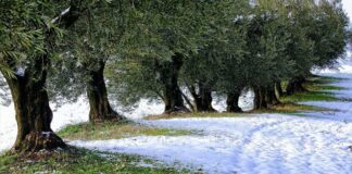 Petizione on-line degli agricoltori: «Sbloccare risorse per far fronte alla situazione»