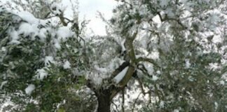 Gelate 2017/18 e tromba d’aria 2018: 12 mln di euro a sostegno delle imprese colpite