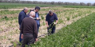 Gelate di fine febbraio, Confagricoltura: «Iniziati gli accertamenti dei danni nella Bat»
