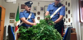 Coltivavano marijuana nell’orto di casa: in manette due andriesi