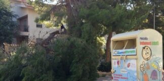 Via delle Querce: cade un nuovo grosso ramo di un albero