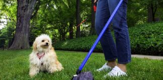 Deiezioni canine, 38 cittadini sanzionati ad Andria dalla Polizia Locale