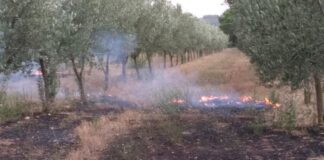 Catasto aree percorse dal fuoco: aggiornamento 2017