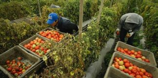 Coldiretti Puglia: «Si paga più la bottiglia del pomodoro come nell’85»