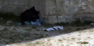 Post concerto a Castel del Monte: un mare di rifiuti e polemiche