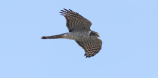 Giornata di birdwatching il 28 ottobre nel Parco Nazionale dell’Alta Murgia