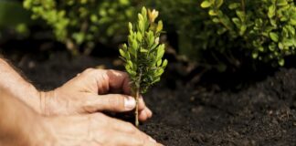 Festa della Primavera: piantumazione di una pianta arborea con gli alunni della scuola “Salvemini”