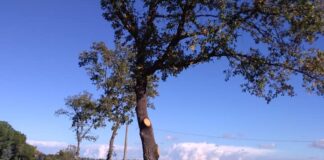 Contrada Abbondanza di Andria, c’è una quercia Monumentale da salvare
