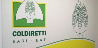 Olio, Coldiretti Puglia: «Bolla speculativa anche sulla sansa»