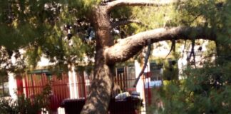 Cade grosso ramo di un albero vicino all’ingresso della scuola “Maraldo”