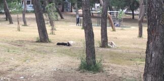 Randagismo in città: si segnalano diverse aggressioni in zona Pineta