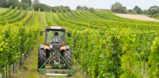 Via libera al Consorzio di bonifica unico Puglia, sarà attivo dal 2024