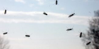 Scatta l’allarme dei cittadini: Andria invasa dai moscerini