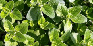 “#Origano – Profumi, sapori, colori e utilizzi” domenica a Castel del Monte