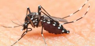 Virus West Nile nella Provincia BAT: scatta la disinfestazione straordinaria ad Andria