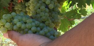 Al via la vendemmia 2019, Coldiretti: «Sempre al top in Italia, -5% nella Bat»