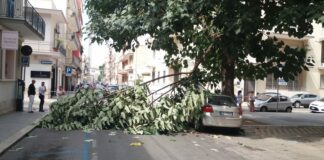 Grosso ramo si spezza e cade in via Bari: danni ad un’auto e strada bloccata