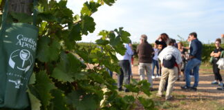 E’ tempo di Cantine Aperte in Vendemmia: il 22 settembre la XXI edizione
