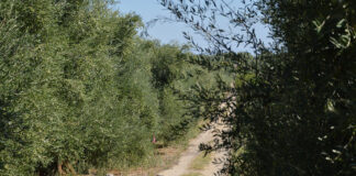 “Camminata tra gli olivi” ad Andria il 27 ottobre