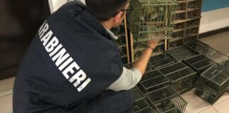 Sequestrati 235 uccelli a Reggio Emilia: denunce anche nella Bat